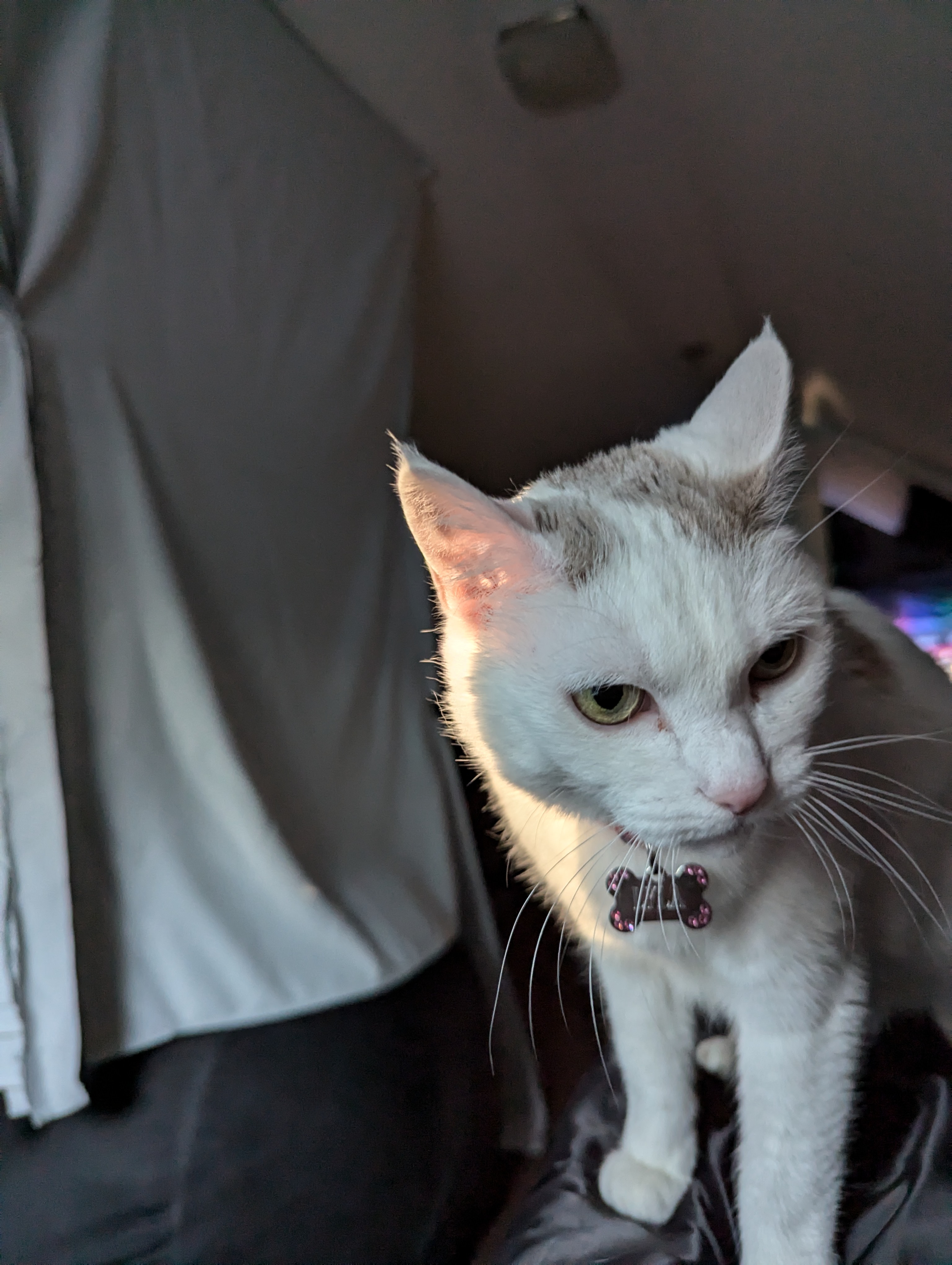 Lyla :3